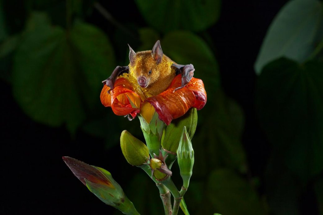 Хэллоуин еще не кончился: лучшие фотографии летучих мышей от NatGeo - Изображение 5 Хэллоуин еще не кончился: лучшие фотографии летучих мышей от NatGeo - Изображение 5